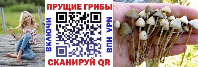 blacksprut вход  Андреаполь  Псилоцибиновые грибы мицелий 